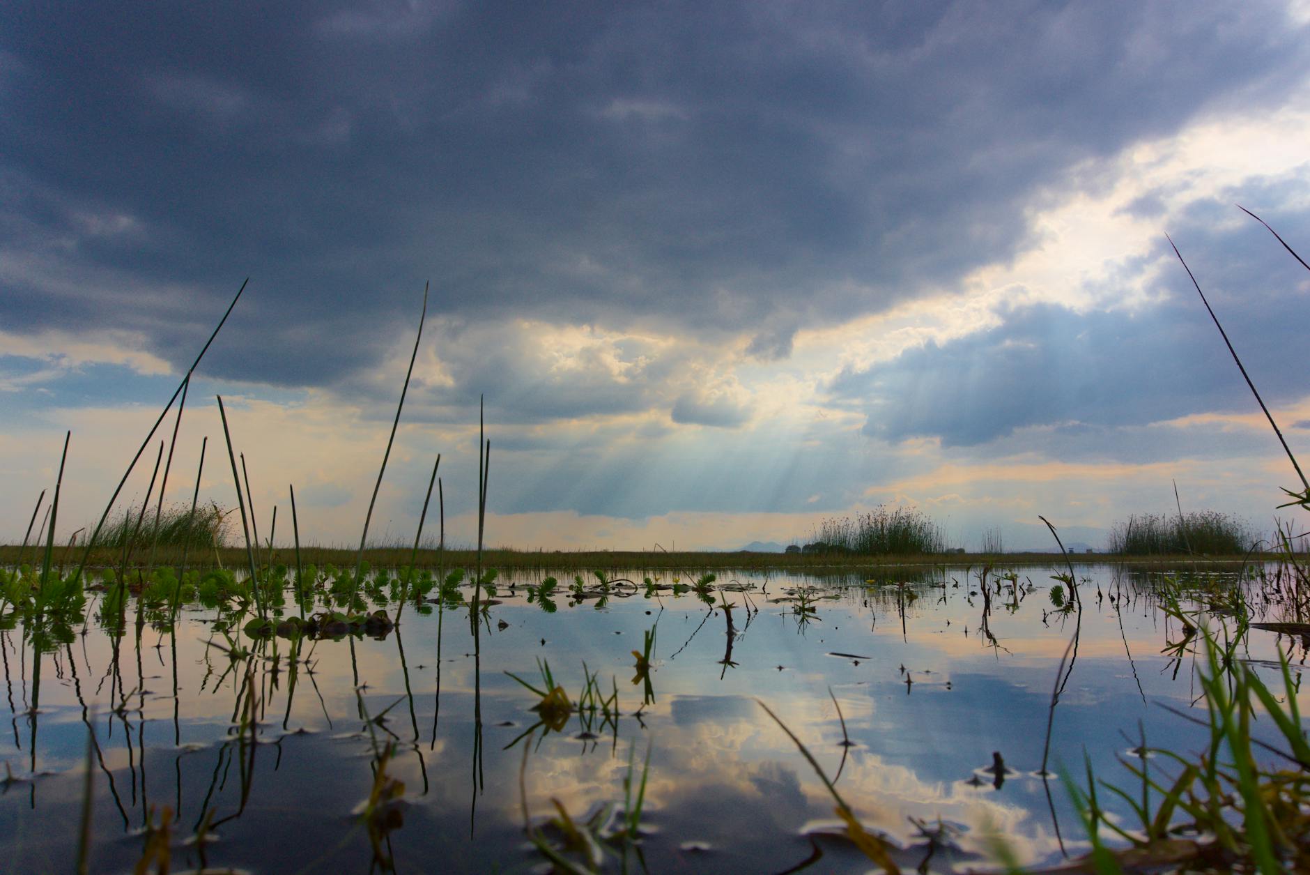Mokoro glissant sur le delta de l'Okavango, Botswana