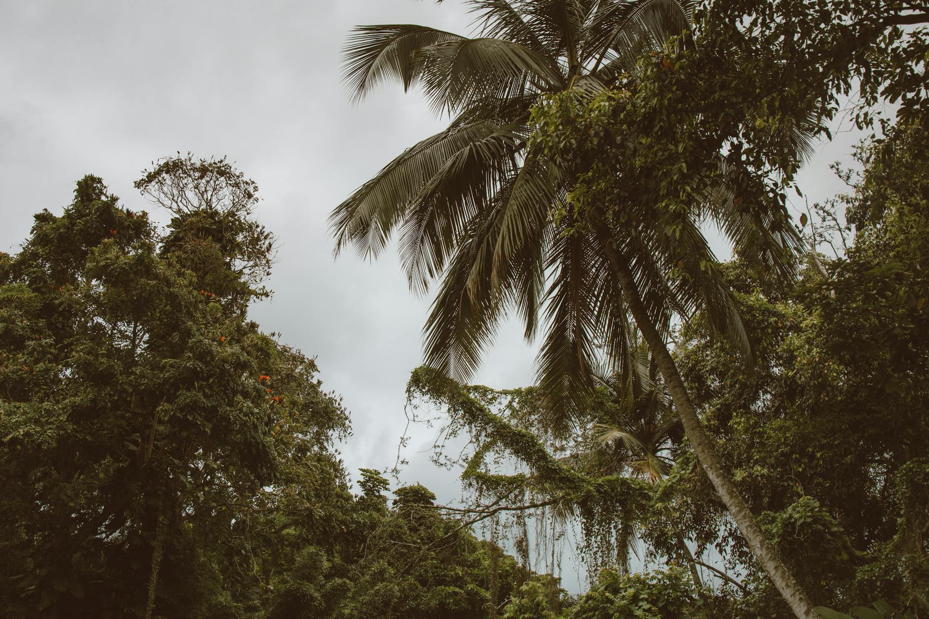 Forêt primaire dans le parc national de Taï, Côte d'Ivoire