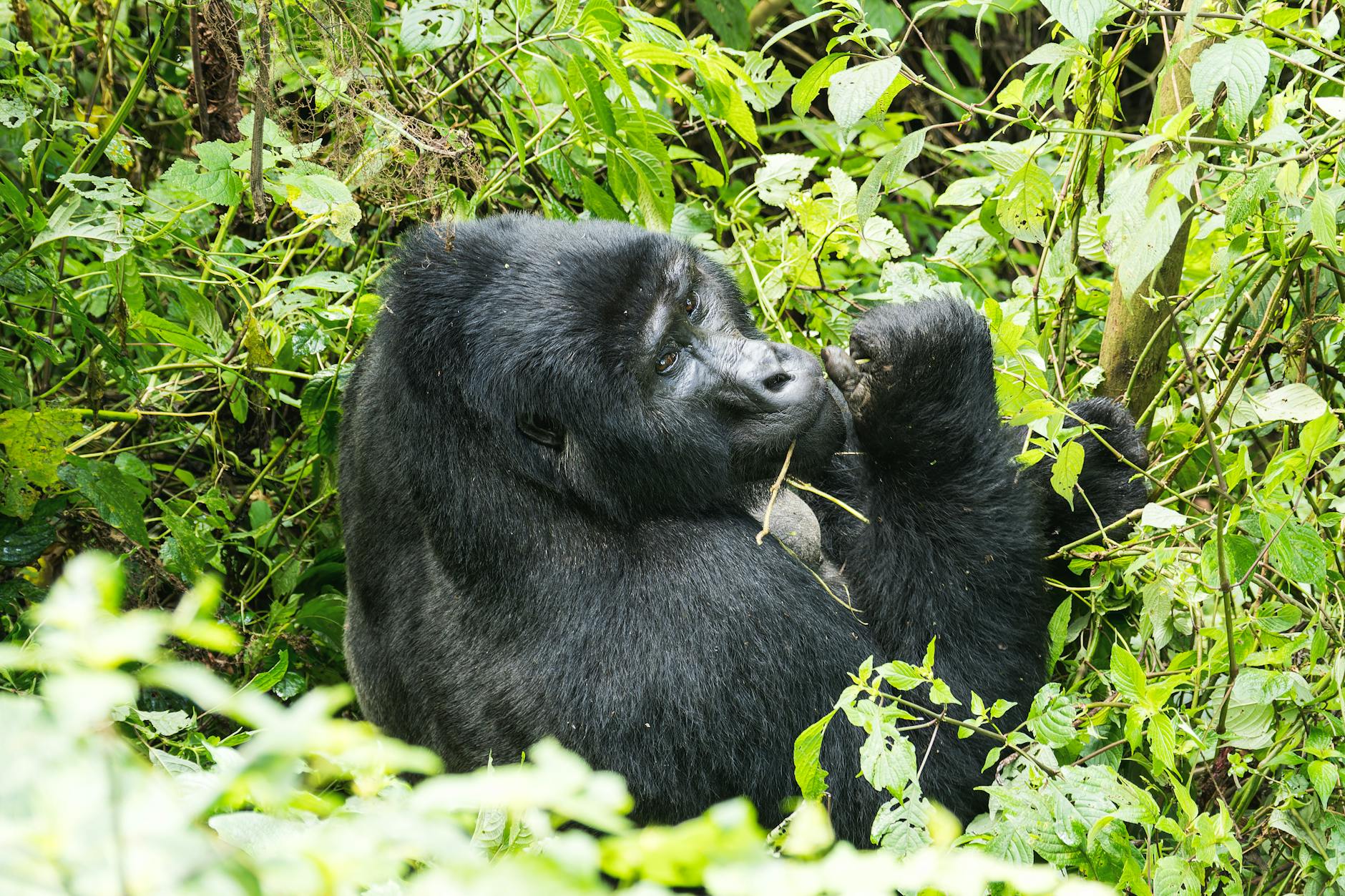 Gorille de montagne dans la forêt de Bwindi, Ouganda
