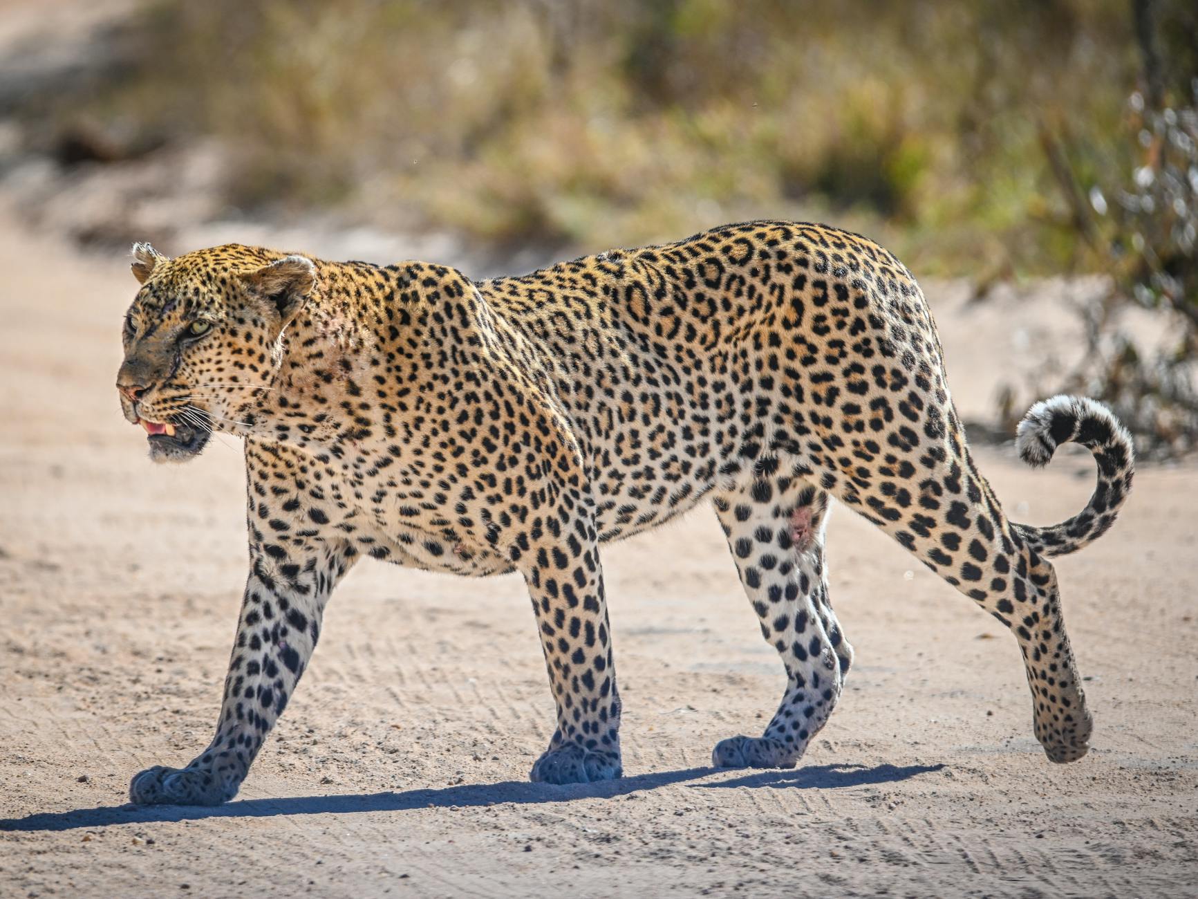 Bivouac mobile, vallée de la Luangwa, Zambie