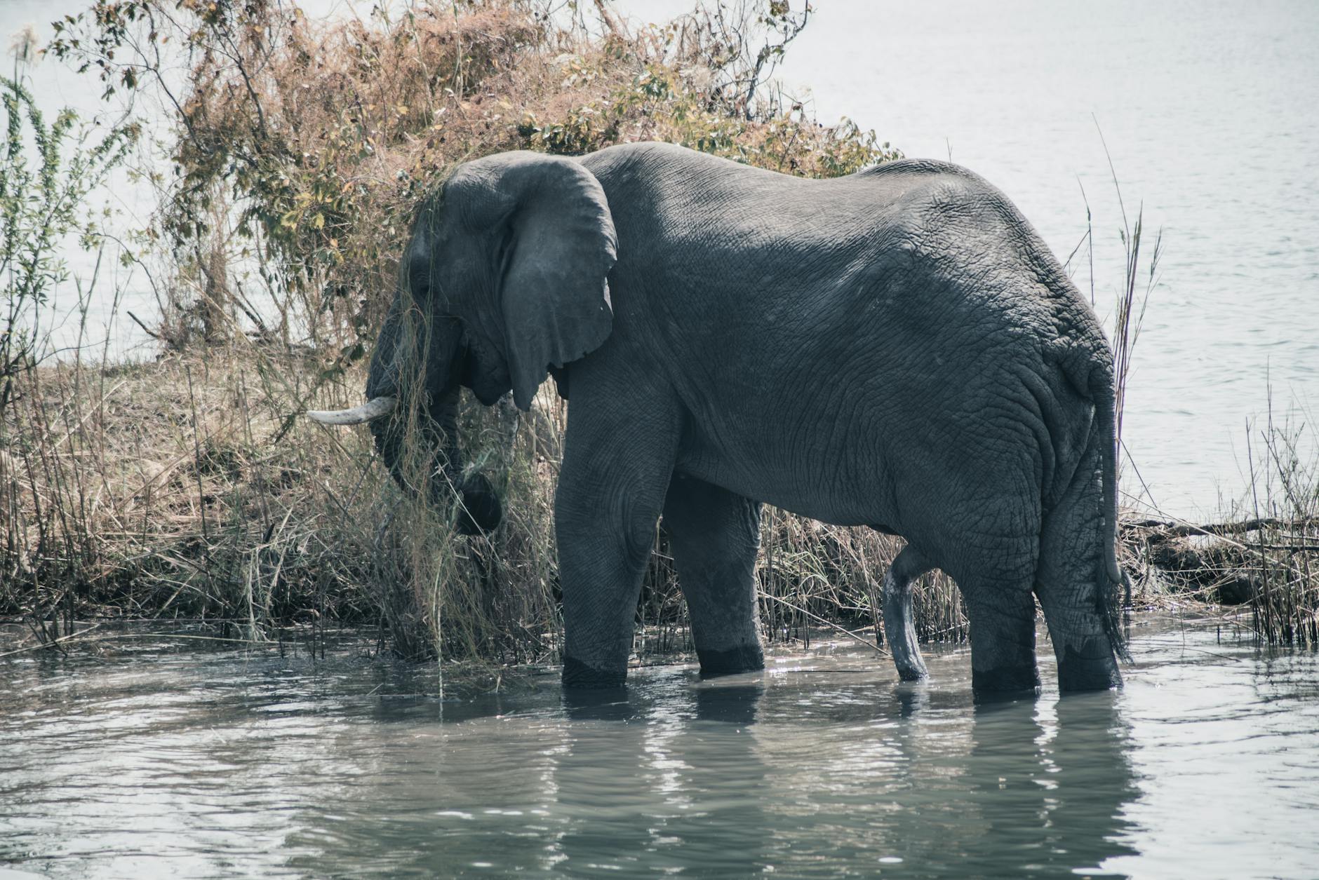 Éléphants au bord du Zambèze, Mana Pools, Zimbabwe