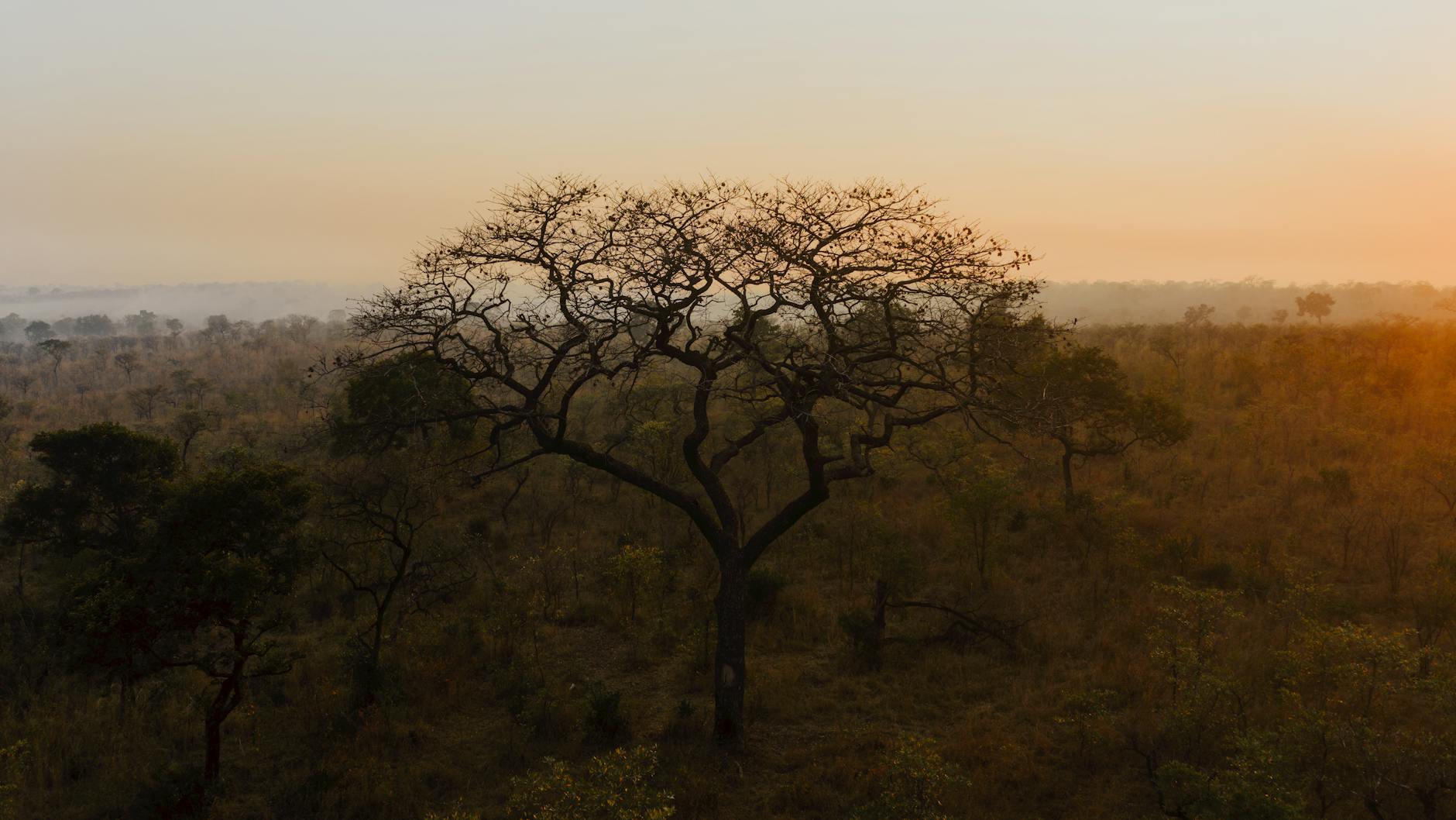 Aube sur la savane, Masaï Mara