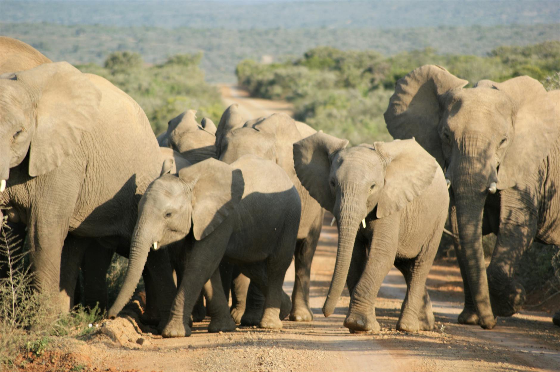 Famille en safari, troupeau d'éléphants en arrière-plan