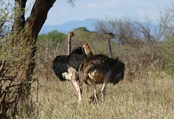Couple d'autruches en savane sèche