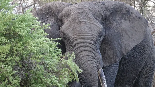 Tête d'un éléphant en gros plan dans un buisson vert