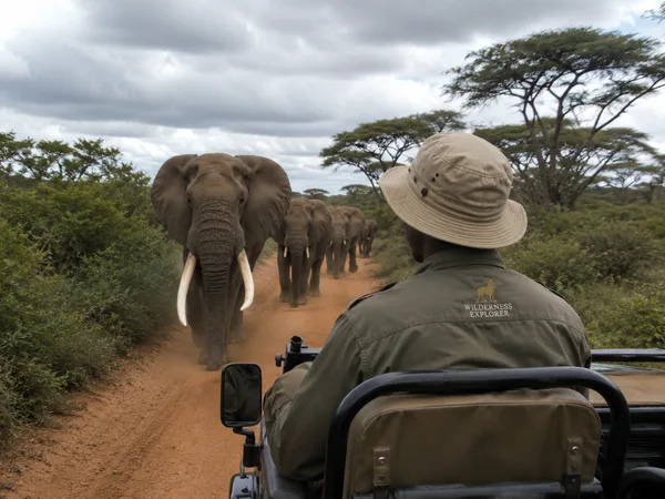 Harde d'éléphants remontant la piste face au véhicule de safari