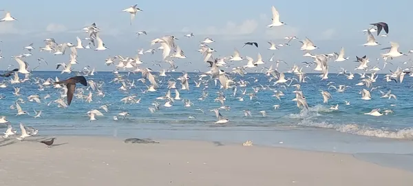 Nuée de sternes prenant son envol au-dessus d'une plage de l'océan Indien