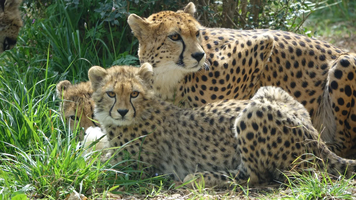An adult cheetah and her cub in the grasses of the Maasai Mara