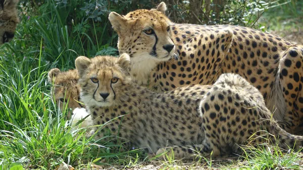 Guépard adulte et son petit allongés dans les herbes