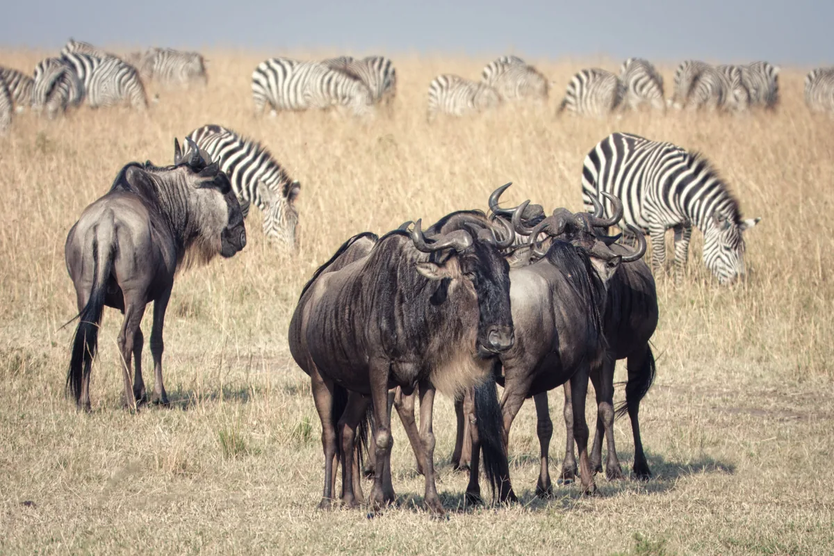 Herd of wildebeest and zebras in the Maasai Mara, Kenya