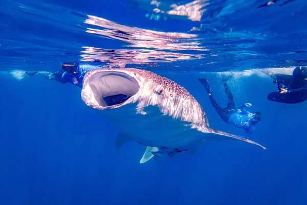 A whale shark swimming alongside divers off the coast of Mafia Island