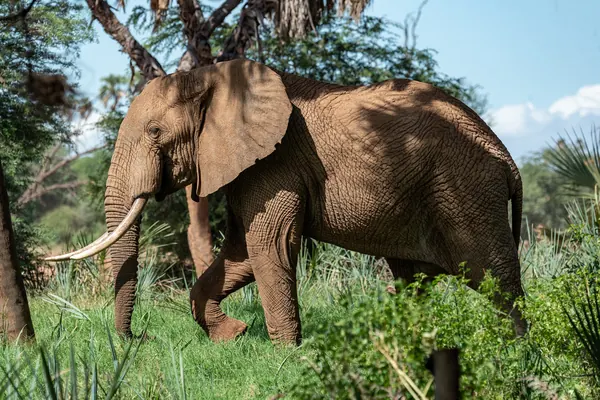 Mariage insolite en Tanzanie, scène en pleine nature