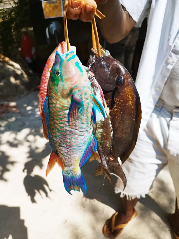 Poissons fraîchement pêchés tenus par un pêcheur local sur une plage