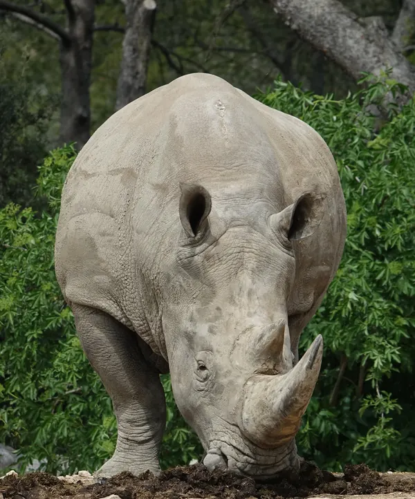 Rhinocéros blanc broutant, en gros plan frontal