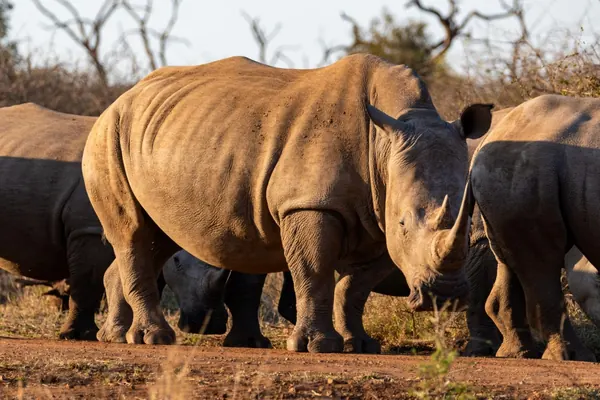 Plusieurs rhinocéros dans une lumière dorée de fin de journée