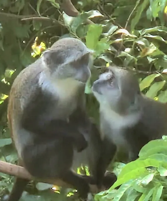 Deux singes de Sykes échangeant un regard dans la canopée