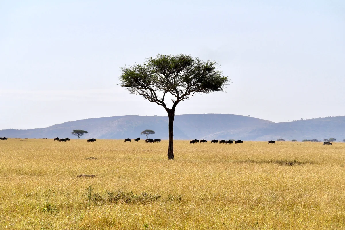 Wide Serengeti plain with acacia tree and wildebeest herd, Tanzania