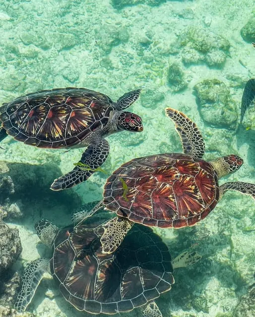 Tortues marines vertes dans les eaux claires de l'océan Indien