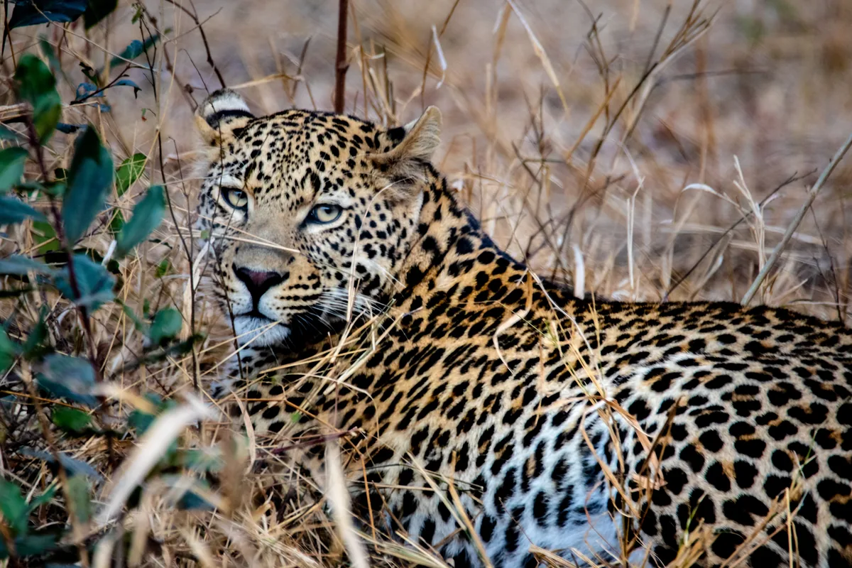 A leopard lying in the dry grass of the Luangwa valley, Zambia