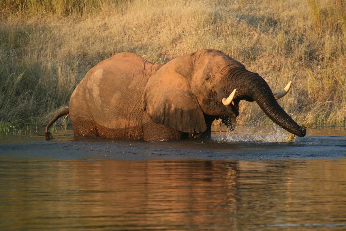 Elephant crossing a river in Zimbabwe, Mashonaland